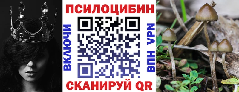 купить   Сосновый Бор  Псилоцибиновые грибы Psilocybine cubensis 